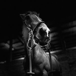 Meet your Posher, Madison